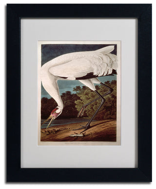 'Whooping Crane' Matted Framed Canvas Art by John James Audubon