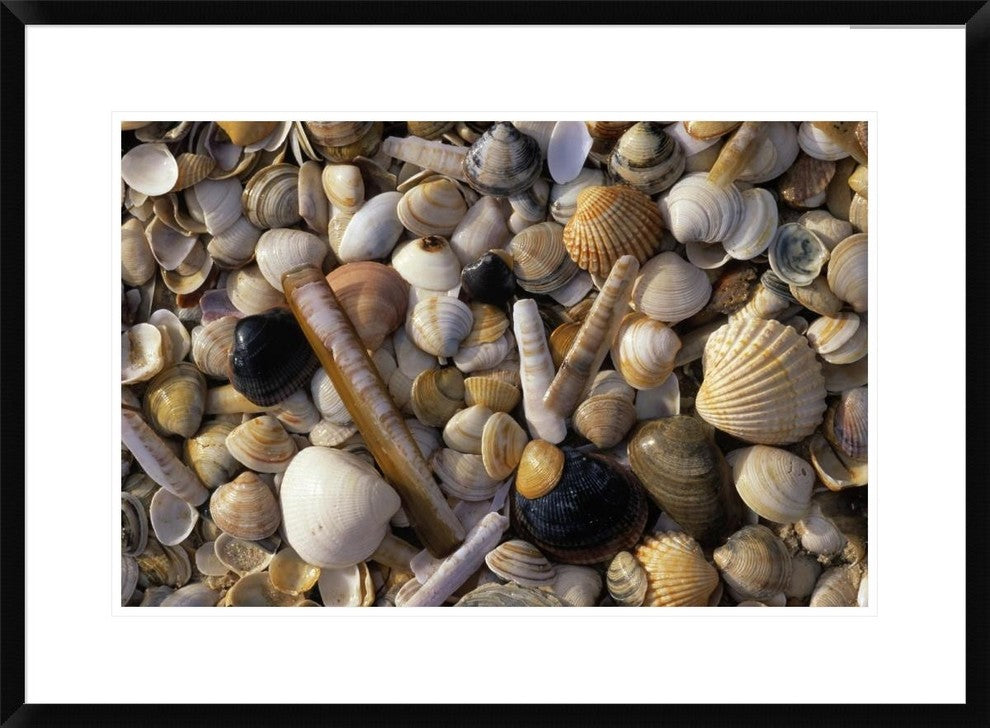 "Selection of bivalve shells" Framed Digital Print by Jan Vermeer, 32x24"