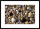 "Selection of bivalve shells" Framed Digital Print by Jan Vermeer, 32x24"