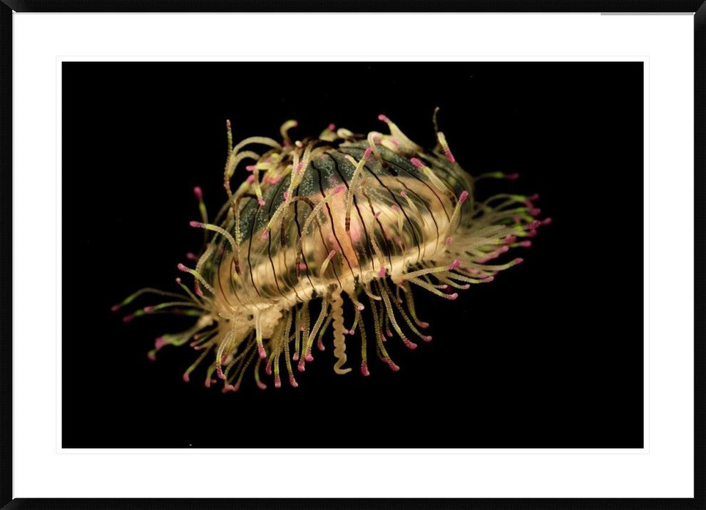 Flower Hat Jelly, Native To Brazil, Argentina And Japan, 42"x30"