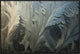 Frost Crystal Patterns On Glass, Ross Sea, Antarctica, 30"x20"