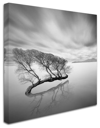 'Water Tree VII' Canvas Art by Moises Levy