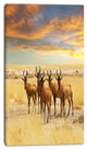 Herd of Antelope in Grassland, Extra Large African Canvas Art Print, 16"x32"
