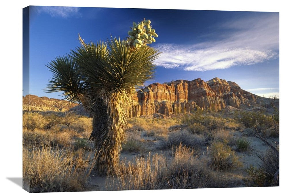 "Joshua Tree At Red Rock State Park, California" Artwork, 32" x 24"
