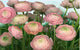 Gentle Rose Mural 8-894 by Komar