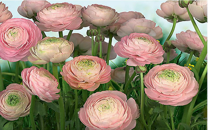 Gentle Rose Mural 8-894 by Komar