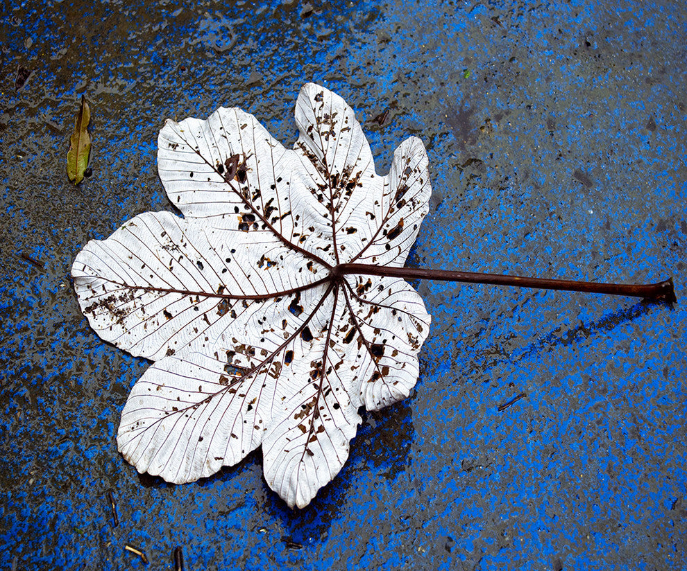 "Fallen" Paper, 20"x24"