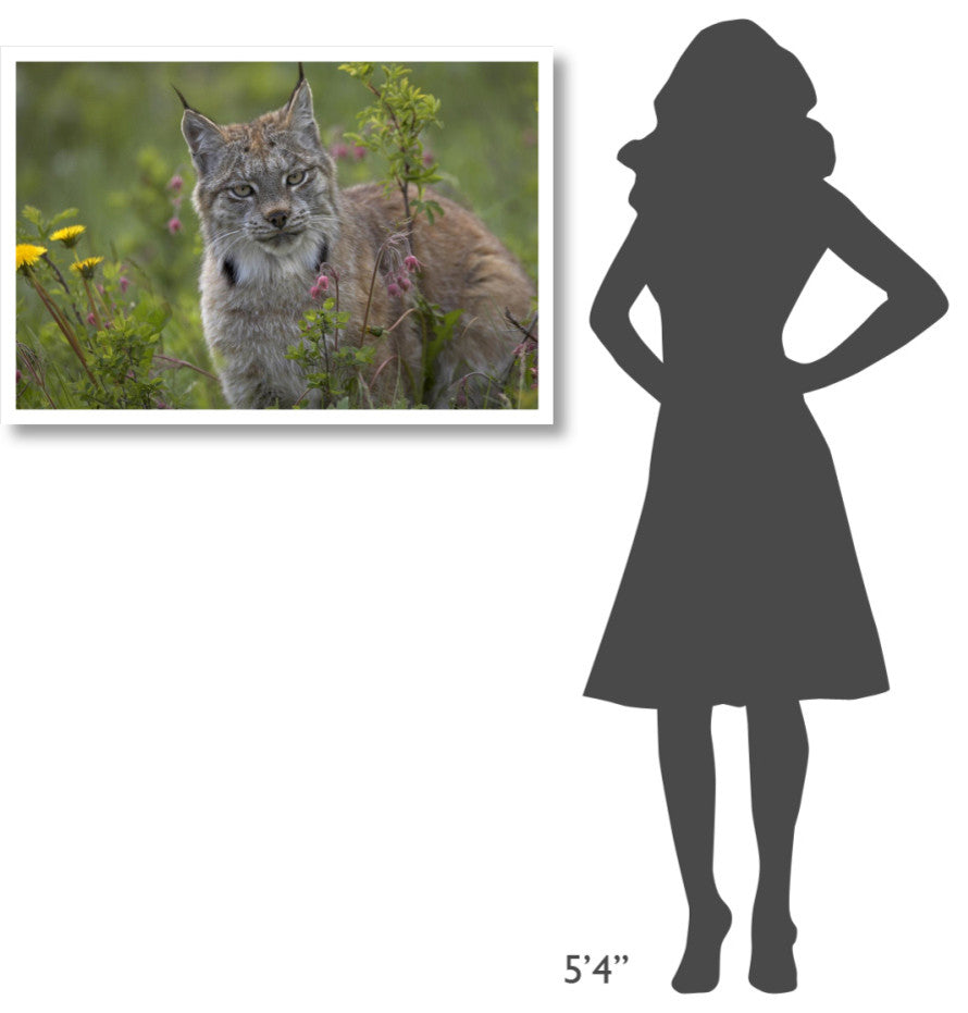 "Canada Lynx portrait, North America" Paper Print by Tim Fitzharris, 38"x26"