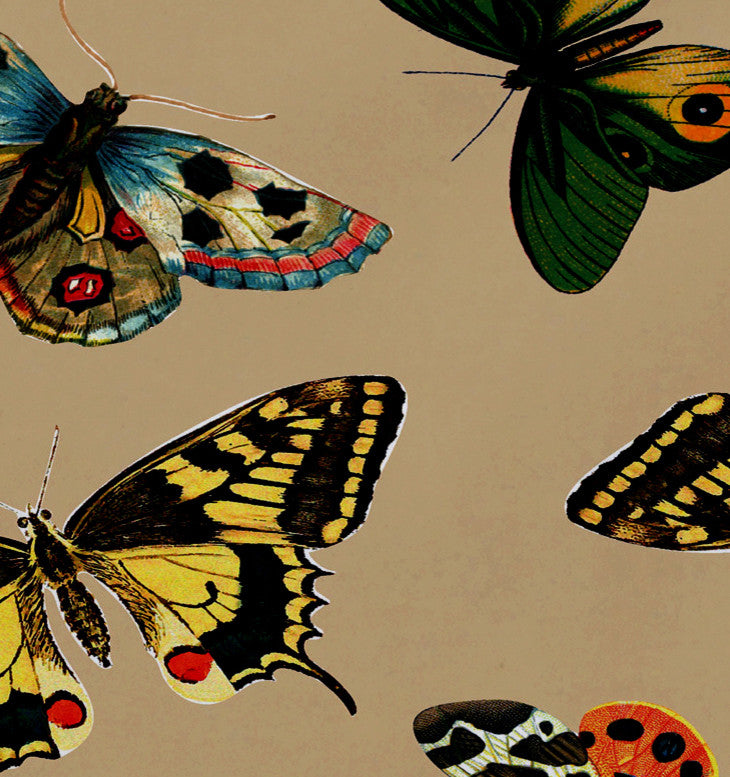 18"x14" Butterflies, Animal Print Placemat, Taupe, Set of 4