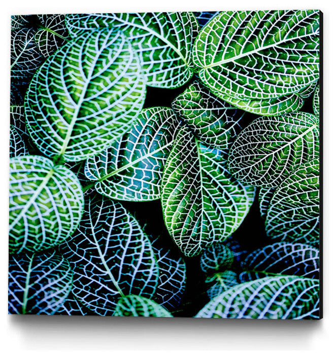 "Leaf Viii" Museum Mounted Canvas Print, 20"x20"