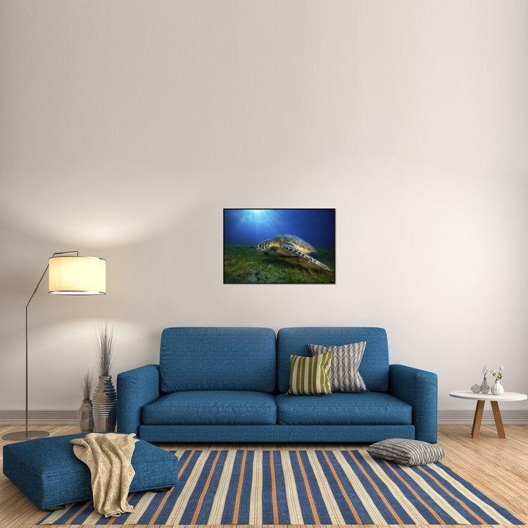 "Green Turtle" Framed Canvas Giclee by Barathieu Gabriel, 37x25"