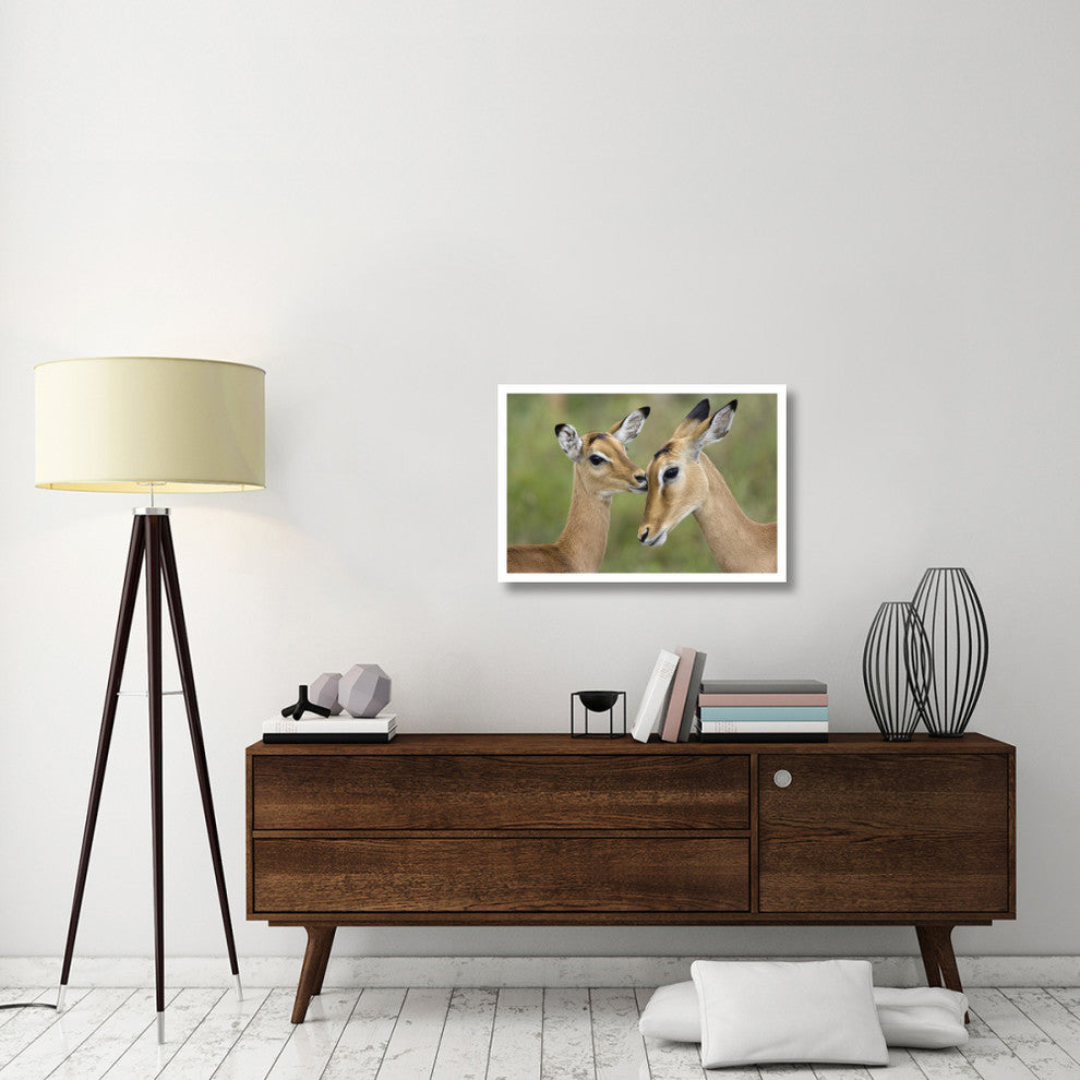 "Impala fawn grooming mother, Serengeti National Park" Paper Art, 32"x22"