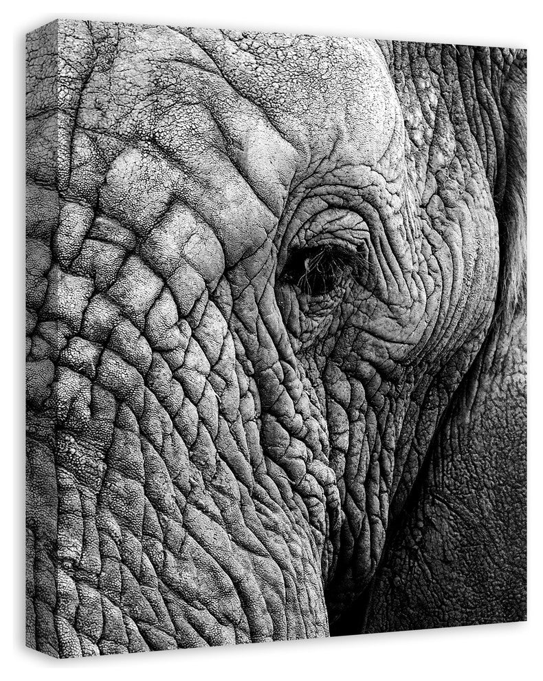 Elephant Face Print on Canvas