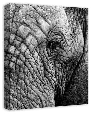Elephant Face Print on Canvas