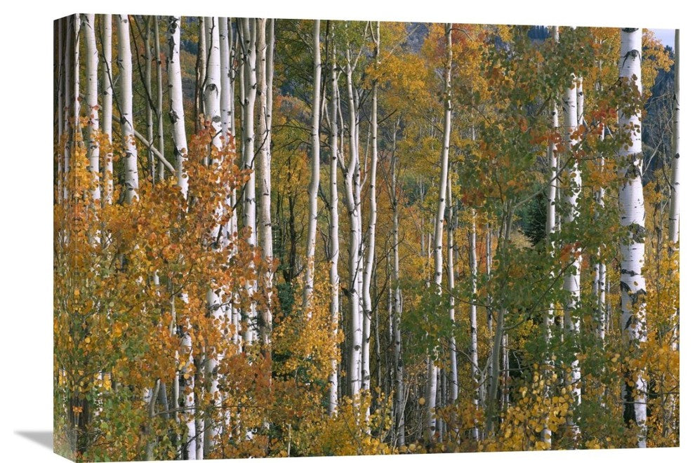 "Aspen Trees, Lost Lake, Gunnison National Forest, Colorado" Artwork