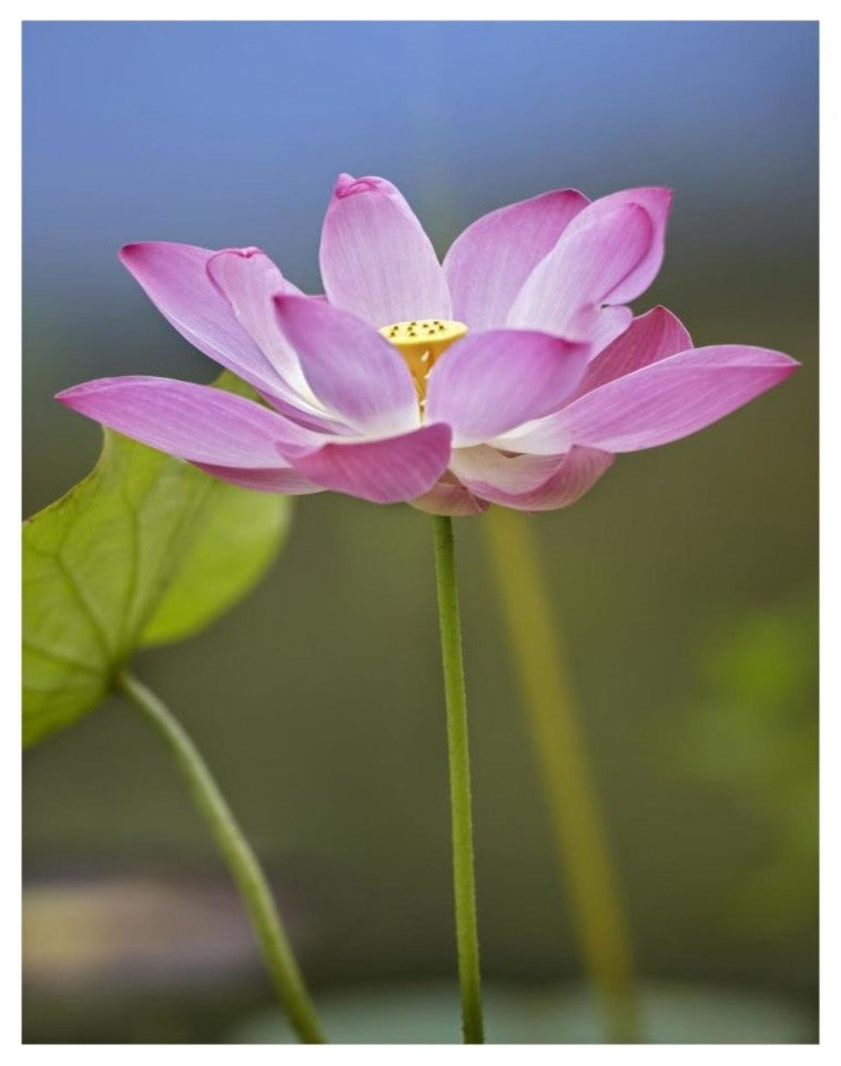 "Sacred Lotus flower, native to Asia" Paper Print by Tim Fitzharris, 20"x26"