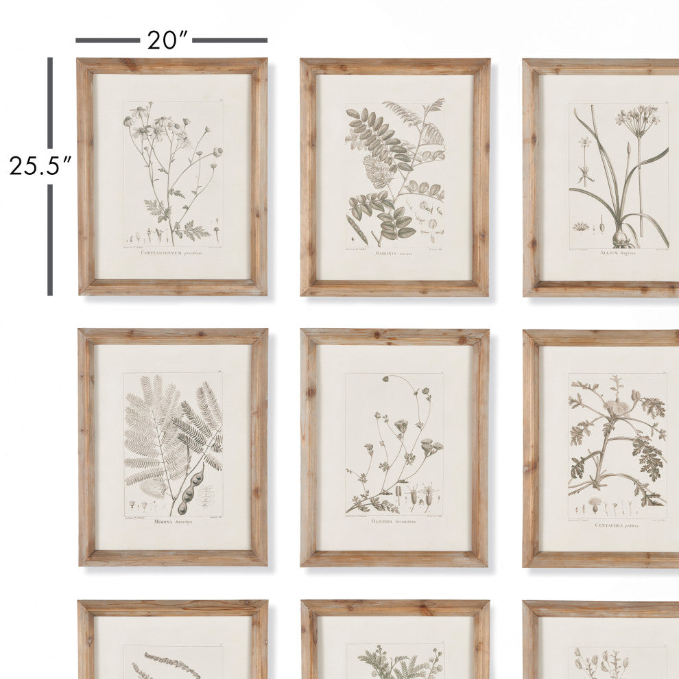 Botanical Illustrations, Set of 9