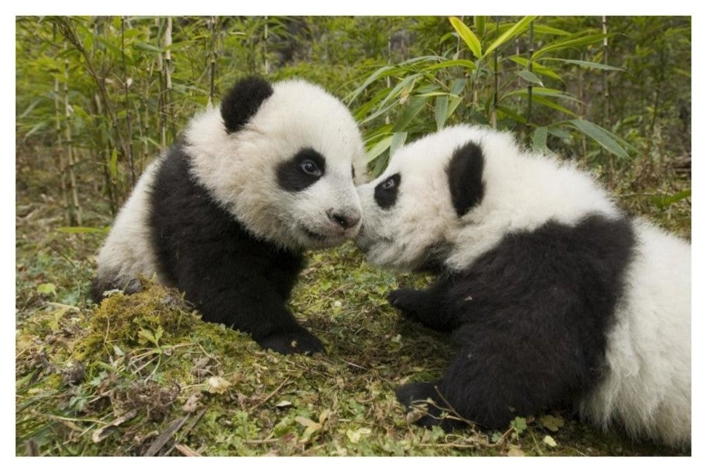 "Giant Panda two cubs touching noses, Wolong Nature Reserve" Paper Art, 38"x26"