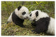 "Giant Panda two cubs touching noses, Wolong Nature Reserve" Paper Art, 38"x26"