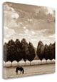 "Grazing" By Heather Ross, Giclee Print on Gallery Wrap Canvas, Ready to Hang