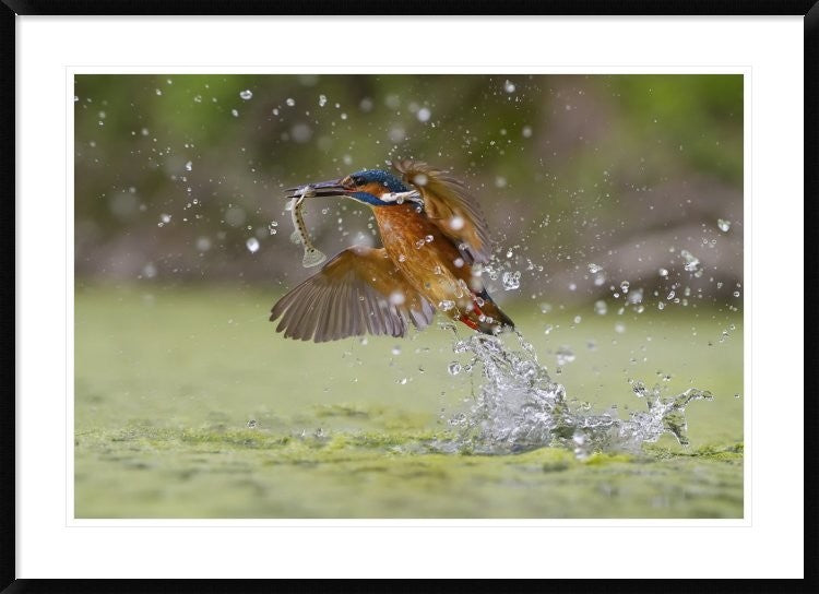 "Green Fishing" Framed Digital Print by Marco Redaelli, 44x32"