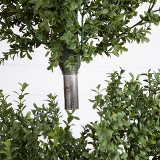 Close-up of foliage on a white background (alternate_white_close).
