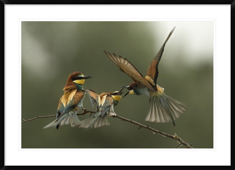 "The Fight For The Female" Framed Digital Print by Alberto Carati, 44x32"