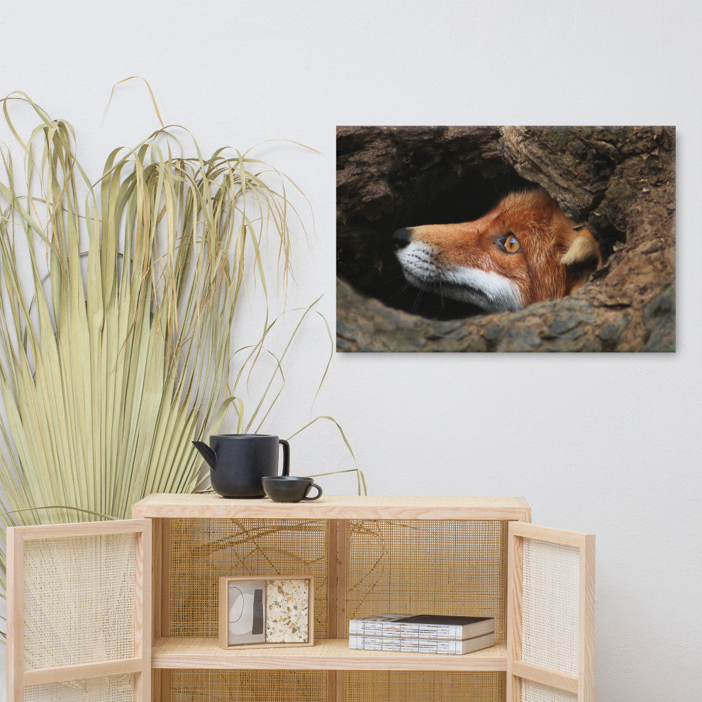 Red Fox Face in Stump Animal Wildlife Nature Photograph Canvas Wall Art Prints, 24" X 36"