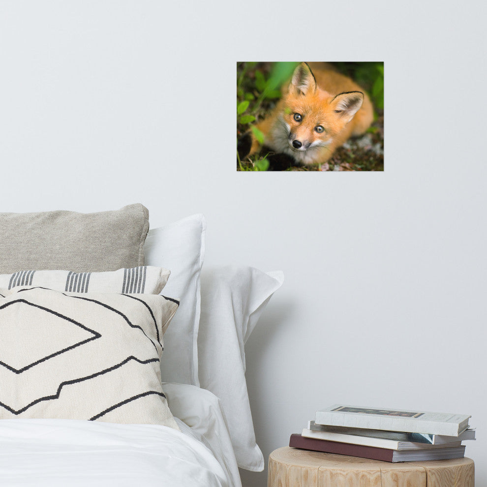Young Red Fox Face Animal Wildlife Nature Photograph Loose Wall Art Print, 12" X 16"