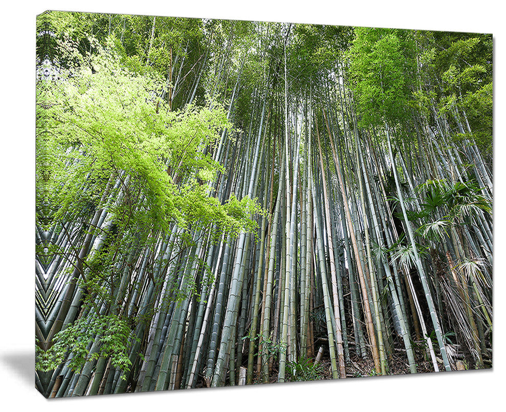 "Dense Bamboo Forest of Japan" Forest Canvas Wall Art Print, 20"x12"