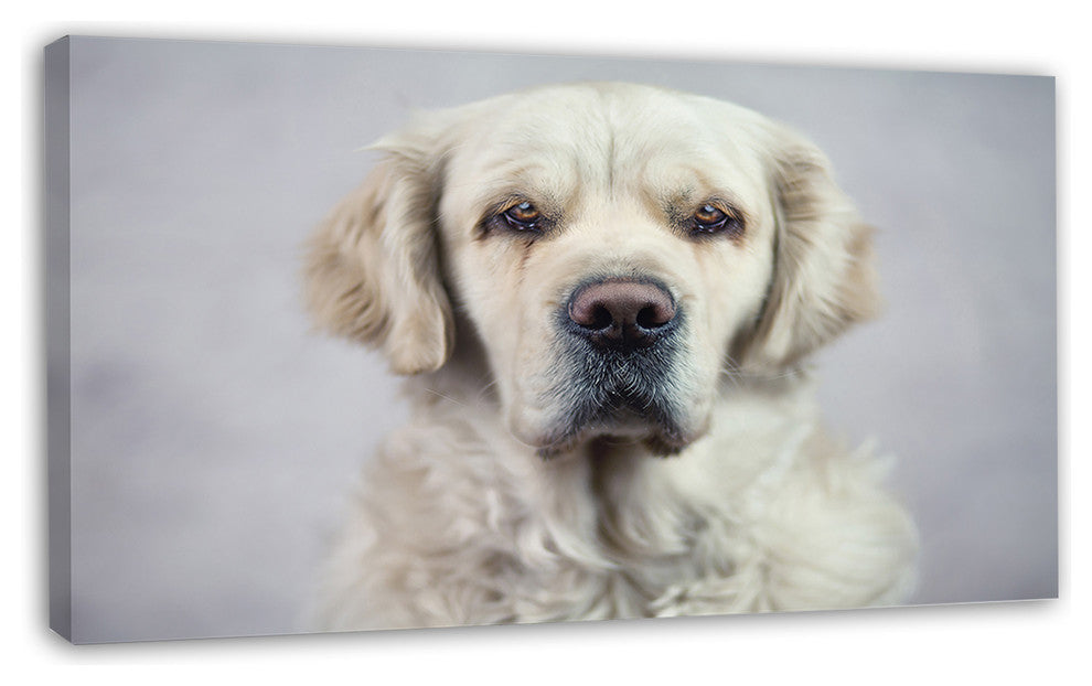 Sad Looking Beautiful Dog, Animal Canvas Art Print, 32"x16"