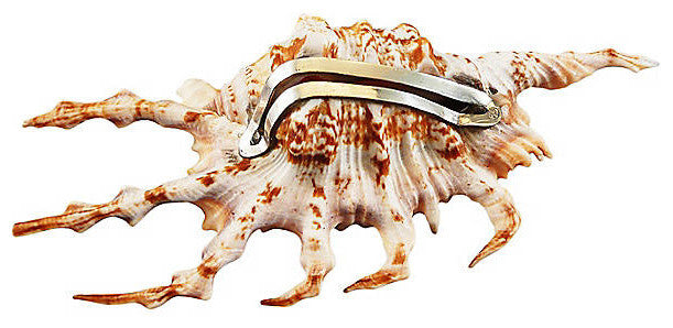 Lampis Shell Place Card Holder With Sterling Silver