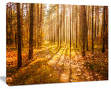 Bright Sunlight in Yellow Fall Forest, Modern Forest Canvas Art, 20"x12"