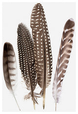 "Feathers II" Fine Art Giant Canvas Print, 48"x72"