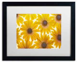 Cora Niele 'Yellow Cape Daisies' Matted Framed Art