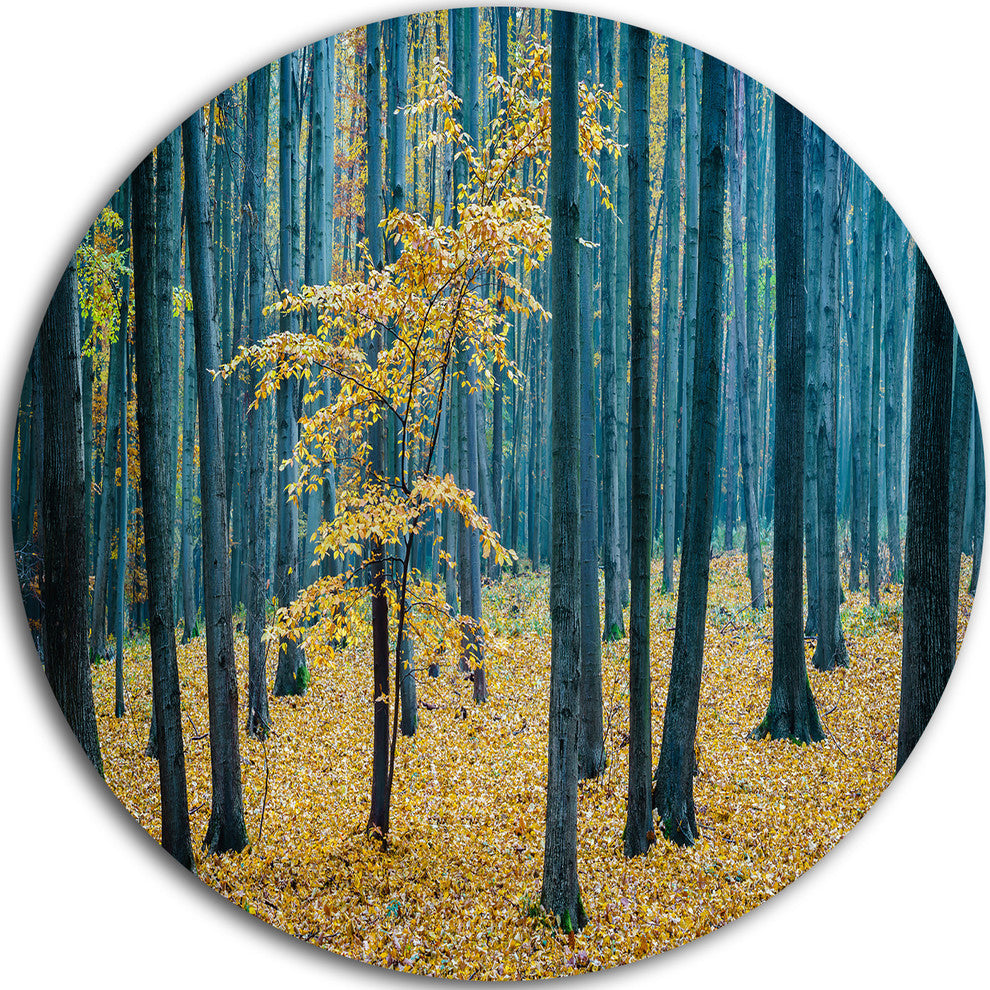 Dense Autumn Beach Forest, Forest Round Wall Art, 36"
