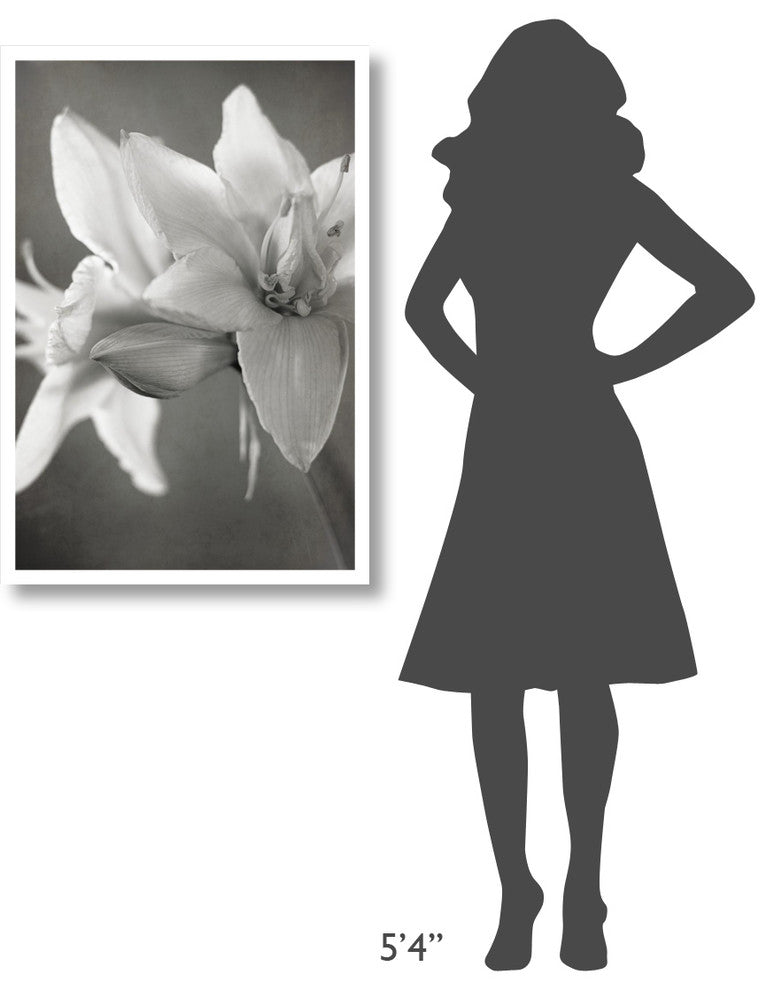 "White Amaryllis II" Digital Paper Print by Laura Marshall, 26"x38"