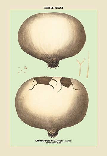 Edible Fungi: Giant Puff-Ball- Fine Art Giclee Print 24" x 36"