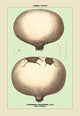 Edible Fungi: Giant Puff-Ball- Fine Art Giclee Print 24" x 36"