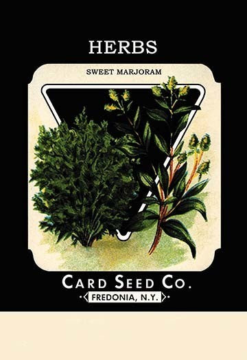 Herbs: Sweet Marjoram- Canvas Poster 20" x 30"