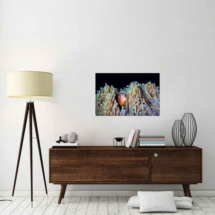 "Clownfish" Stretched Canvas Giclee by Barathieu Gabriel, 36x24"