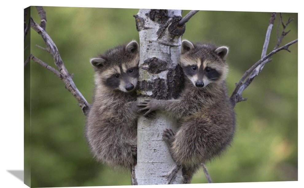 "Raccoon Two Babies Climbing Tree, North America" Artwork, 36" x 24"