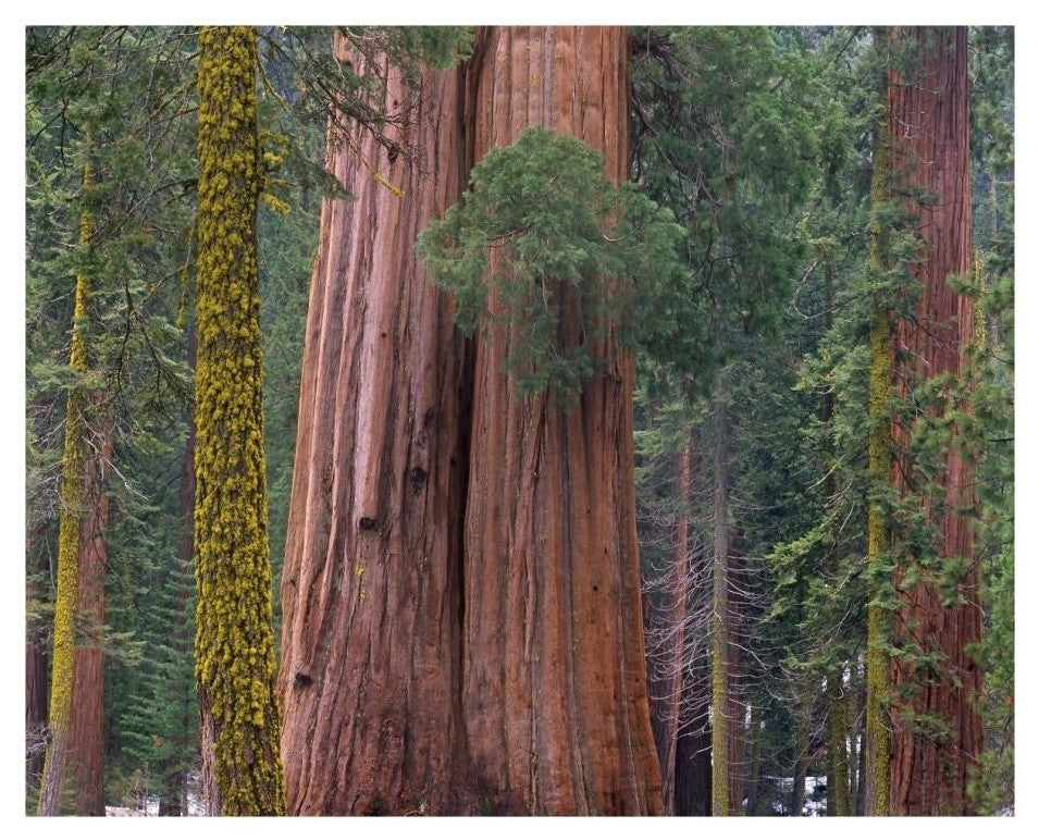 "Giant Sequoia trees, California" Digital Paper Print by Tim Fitzharris, 22"x18"