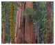 "Giant Sequoia trees, California" Digital Paper Print by Tim Fitzharris, 22"x18"