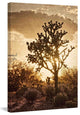 "Sonoran Sun" Painting Print on Canvas by Robertson