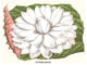 Lotus Flower - Water Lily- Fine Art Giclee Print 24" x 36"