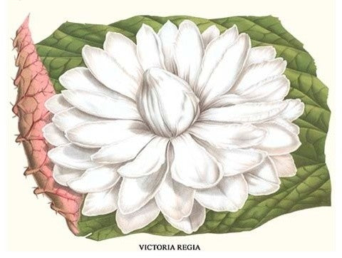 Lotus Flower - Water Lily- Fine Art Giclee Print 24" x 36"