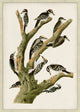Lofty Perch 2, Giclee Reproduction Artwork