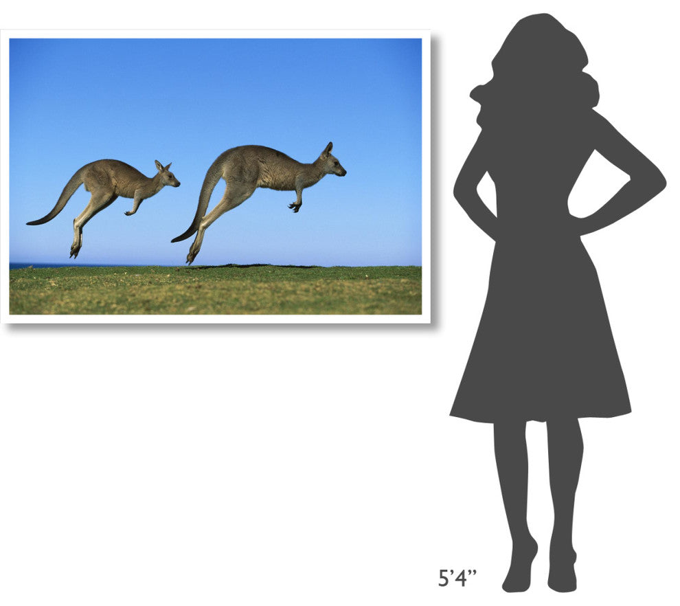 "Eastern Grey Kangaroo adults hopping, Murramarang NP" Paper Art, 50"x34"