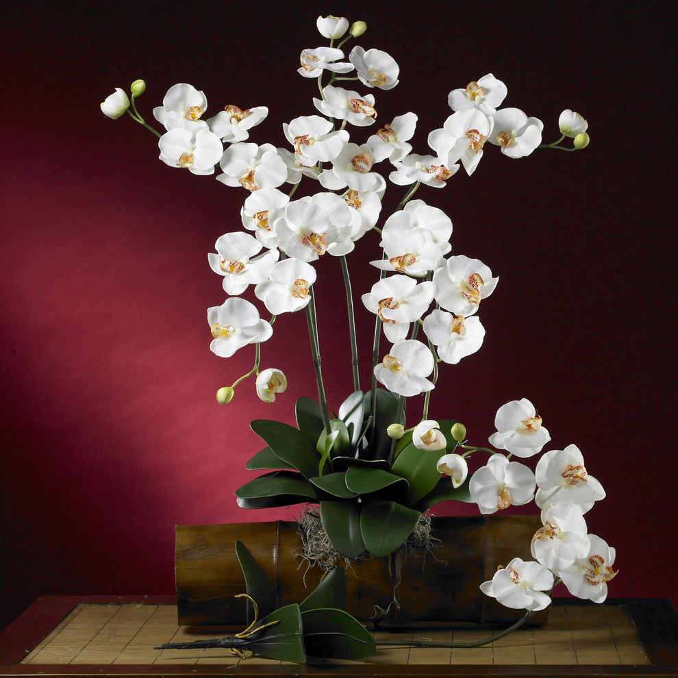 Phalaenopsis Stem, Set of 12, Cream